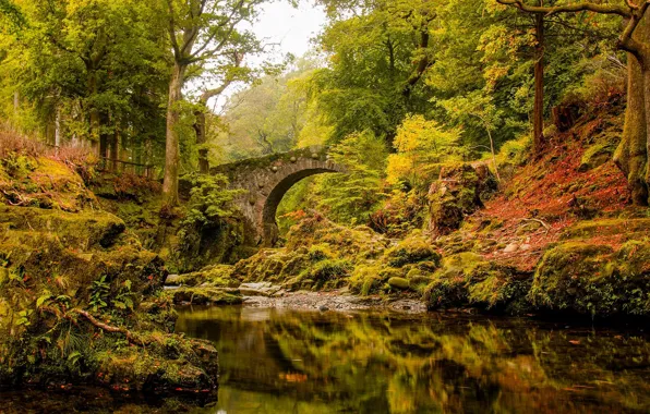 Picture autumn, forest, bridge, river