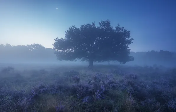 Picture field, the sky, clouds, trees, landscape, flowers, nature, fog