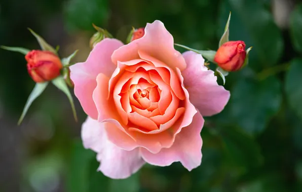 Picture flower, macro, nature, rose, buds, flora