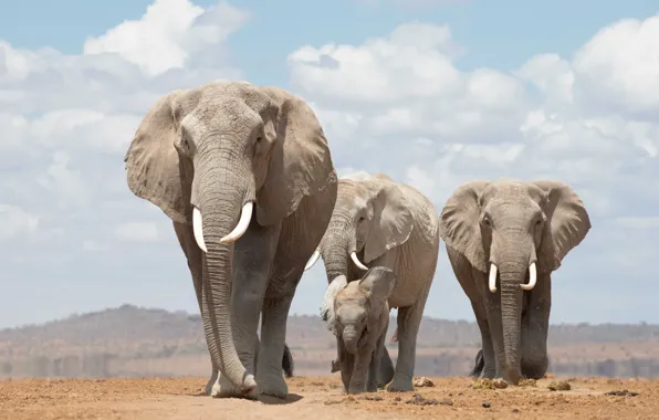 Elephant, walk, elephants, family
