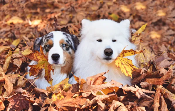 Autumn, look, pose, foliage, dog, white, face, Samoyed