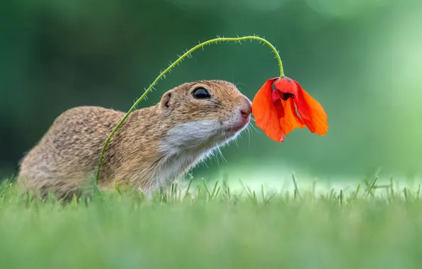 Flower, red, Mac, muzzle, gopher