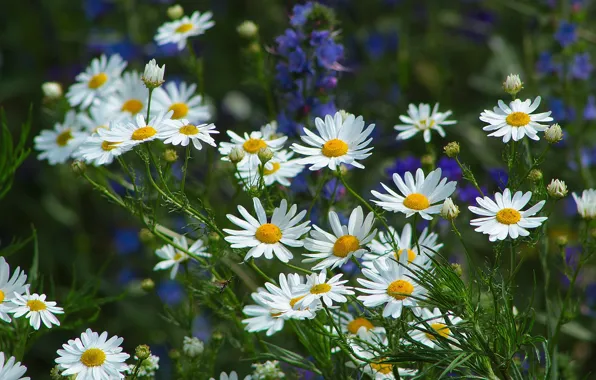 Summer, flowers, blue, glade, chamomile, meadow, white, field