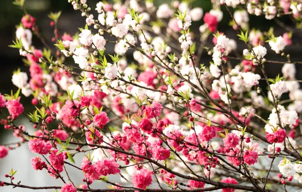 Tree, spring, flowering
