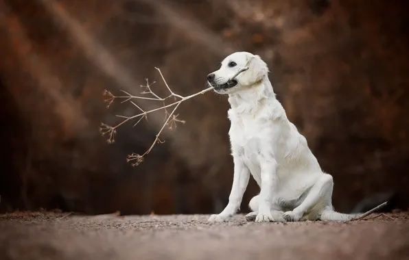 Dog, branch, bokeh, Golden Retriever, Golden Retriever