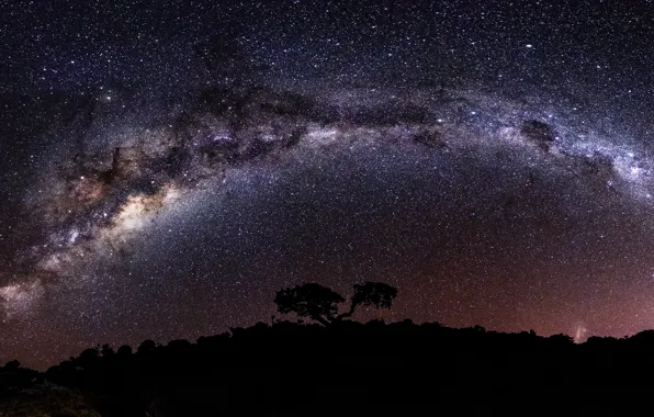 Picture stars, trees, beauty, silhouette, the milky way