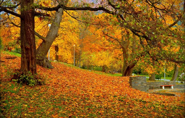 Autumn, Park, Fall, Foliage, Park, Autumn, Colors, Falling leaves