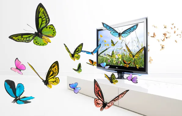 Butterfly, wings, screen, image