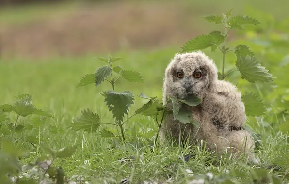 Grass, Chicks, owl