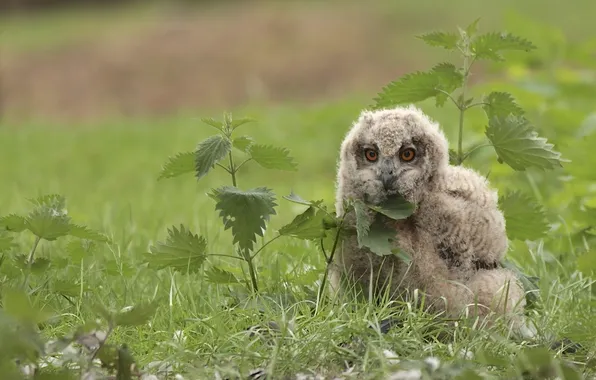 Picture grass, chick, owl