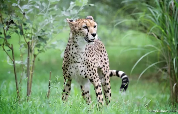 Pose, predator, Cheetah, wild cat
