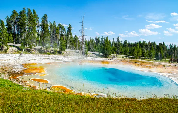 Forest, trees, nature, national Park, geyser, the thermal lake