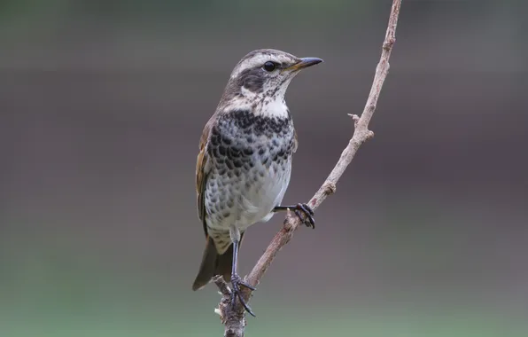 Branches, nature, grey, bird, focus