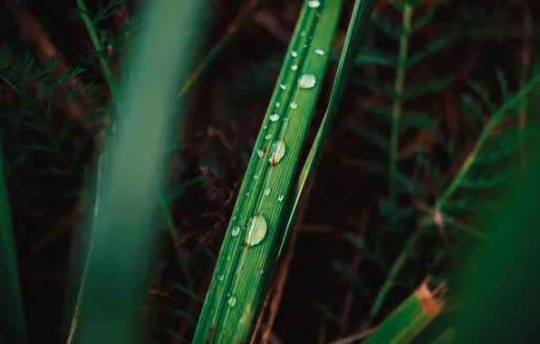 Drops, macro, green, plant, Grass