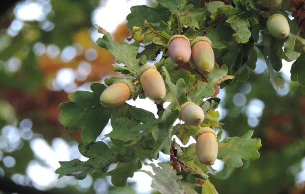 Green, brown, oak, acorns