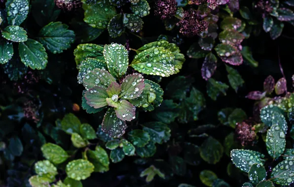 Picture Rosa, foliage, water drops, water drops, dew, flora, foliage, flora