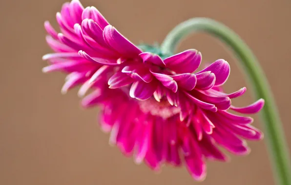 Picture flower, pink, petals, gerbera