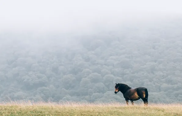 Field, fog, horse, mane