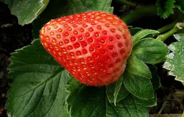 Wallpaper berries, strawberry, macro