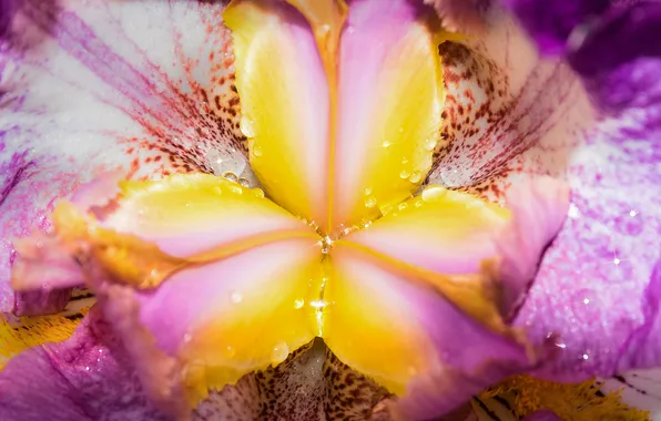 Flower, drops, macro, light, lights, petals, center, middle