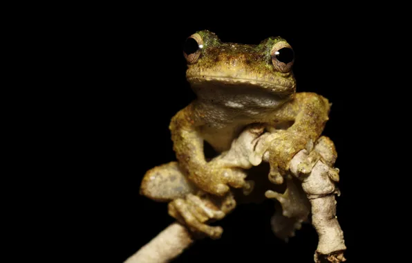 Picture look, face, macro, branches, pose, frog, legs, black background