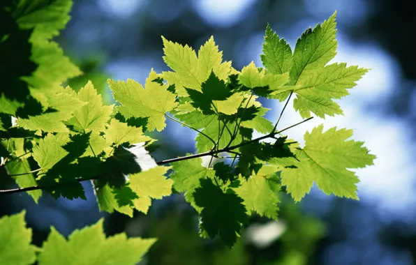 Summer, leaves, green, branch, maple
