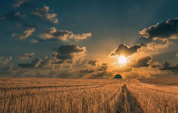 Wallpaper the sun, field, clouds, trees
