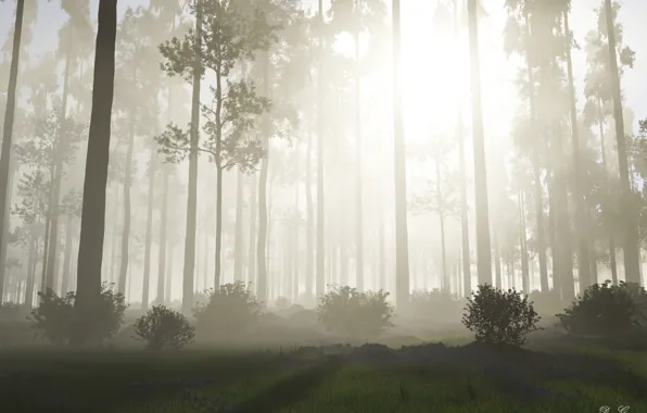 Picture forest, the sun, trees, nature, fog, sunrise, morning, the bushes