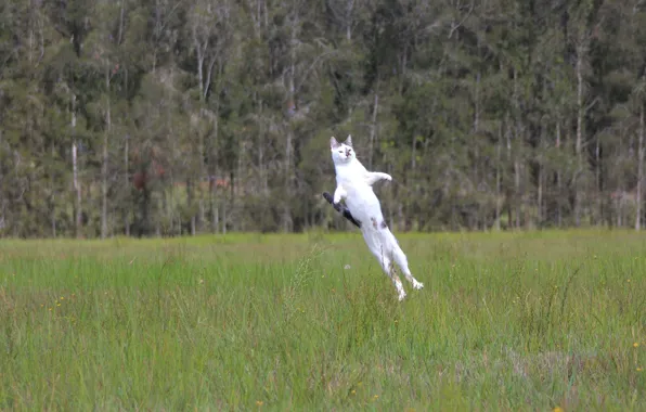 Picture cat, grass, cat, jump, meadow, start, normal flight, Cat-rocket