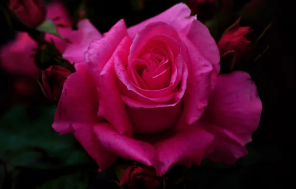 Rose And Raspberry Background Wallpaper macro, roses, raspberry for mobile and desktop, section цветы ...