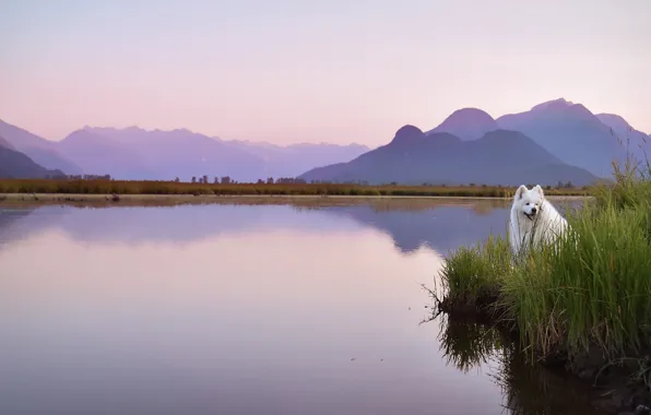 Language, grass, look, mountains, pose, lake, reflection, shore