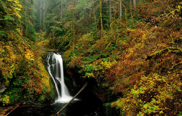 Autumn, forest, trees, stream, waterfall, USA, Oregon