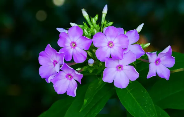Wallpaper flowers, pink, Phlox, lilac