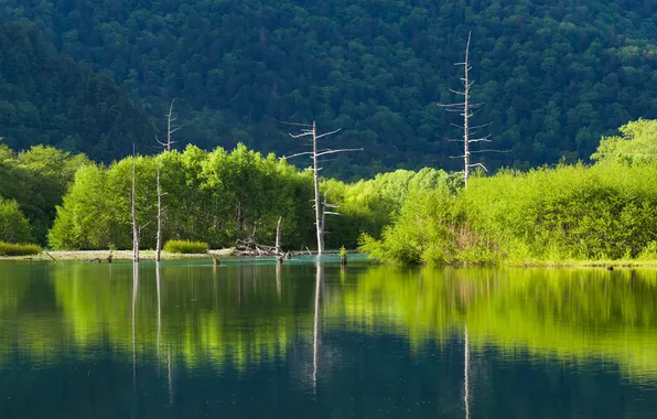 Forest, trees, mountains, lake, slope