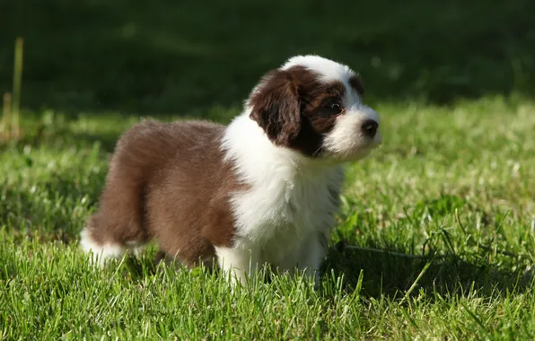 Picture grass, dog, puppy, dog