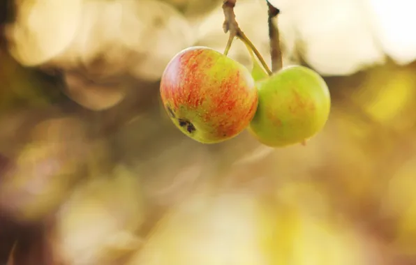 Autumn, nature, apples