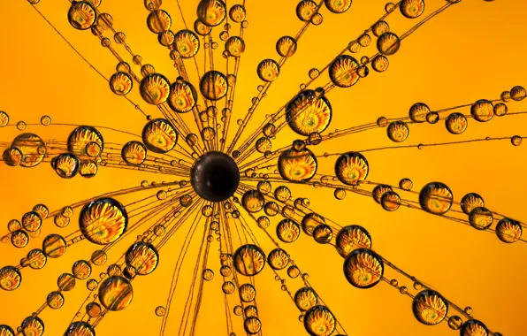 Drops, macro, flowers