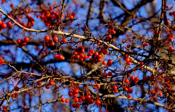 The sky, branches, berries, tree, fruit