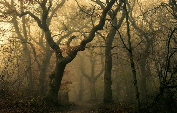 Picture autumn, forest, trees, fog