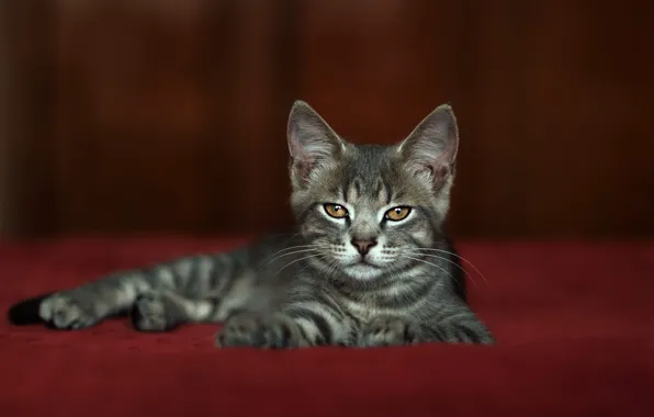Picture cat, look, pose, grey, muzzle, lies, kitty, red background