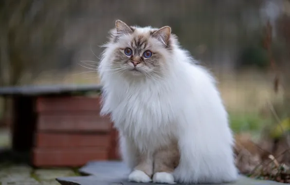 Cat, cat, look, pose, legs, yard, booth, blue eyes