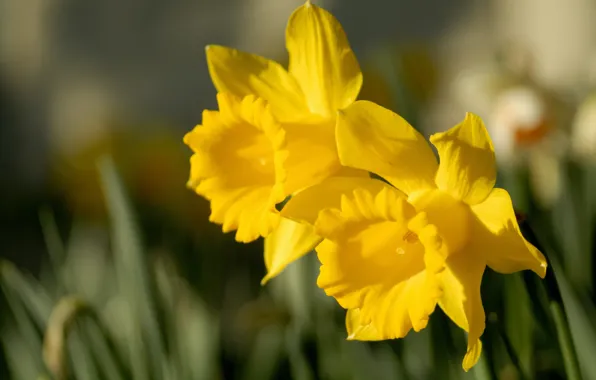 Macro, Duo, yellow, daffodils