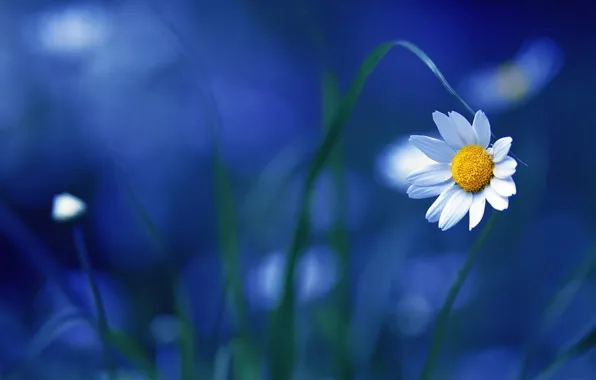 Picture Nature, Flower, Blue, Wallpaper