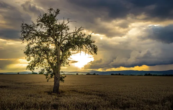 Picture field, the sky, trees