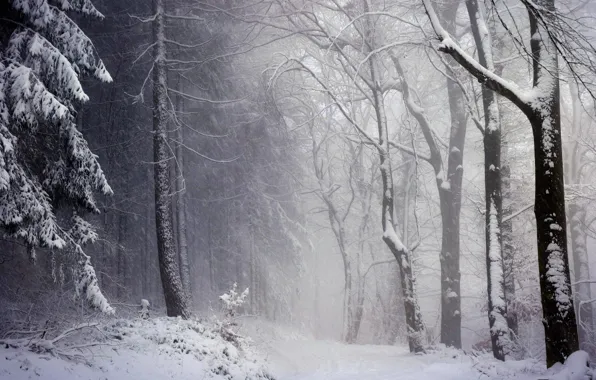 Winter, forest, snow, trees, nature, Blizzard
