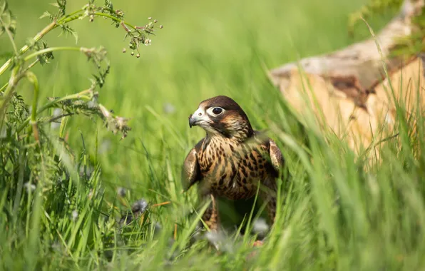 Picture grass, look, nature, bird, plant, predator, Falcon, green background