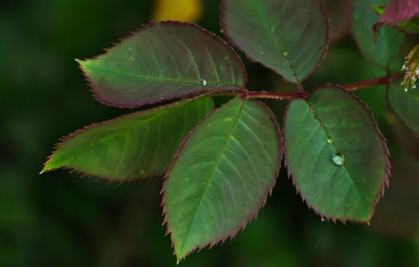 Picture drops, Rosa, the leaves of roses