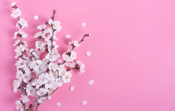 Picture flowers, background, Sakura