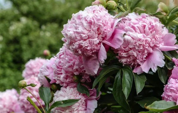 Leaves, flowers, garden, pink, peonies, lush, Terry