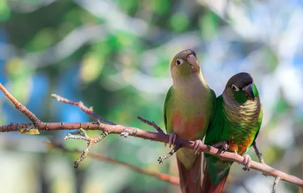 Birds, branch, parrots, Selenodesy red-tailed parrot